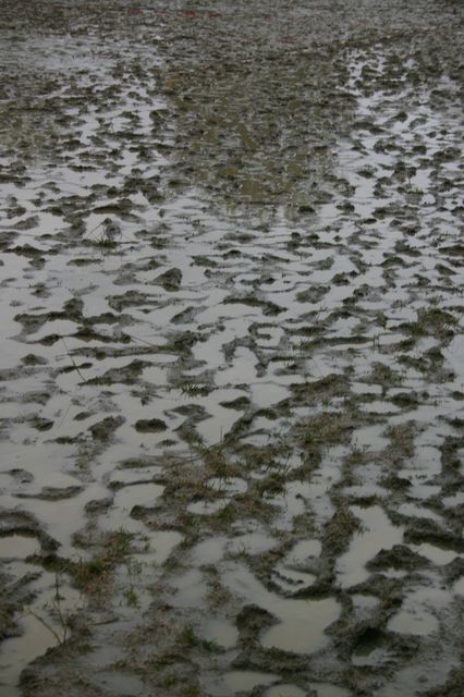 Bayerwald Mixed 2010